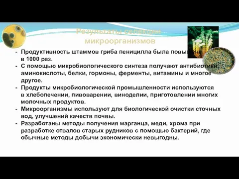 Результаты селекции микроорганизмов Продуктивность штаммов гриба пеницилла была повышена в