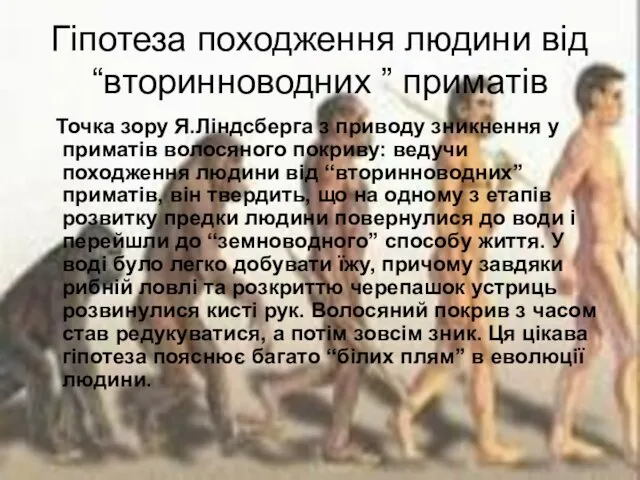 Гіпотеза походження людини від “вторинноводних ” приматів Точка зору Я.Ліндсберга