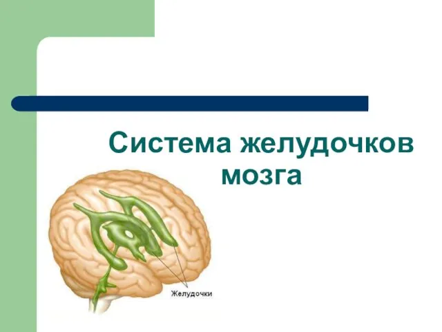 Система желудочков мозга