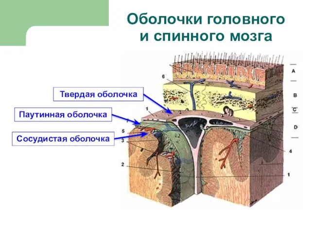 Оболочки головного и спинного мозга Твердая оболочка Паутинная оболочка Сосудистая оболочка