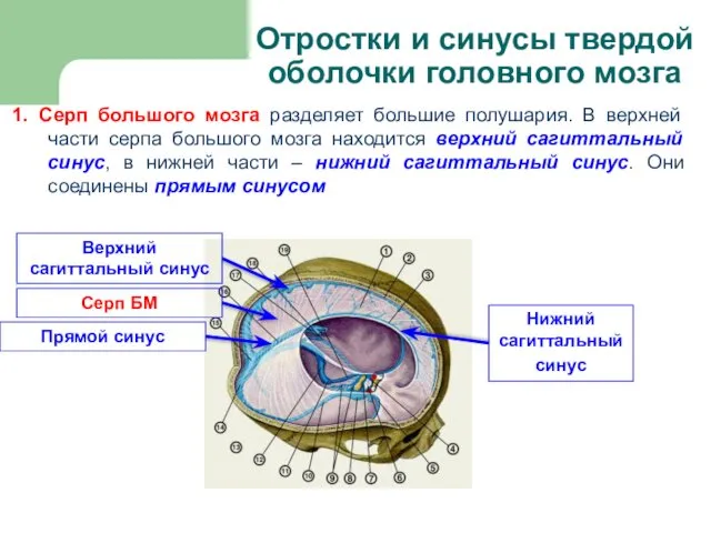 Отростки и синусы твердой оболочки головного мозга 1. Серп большого