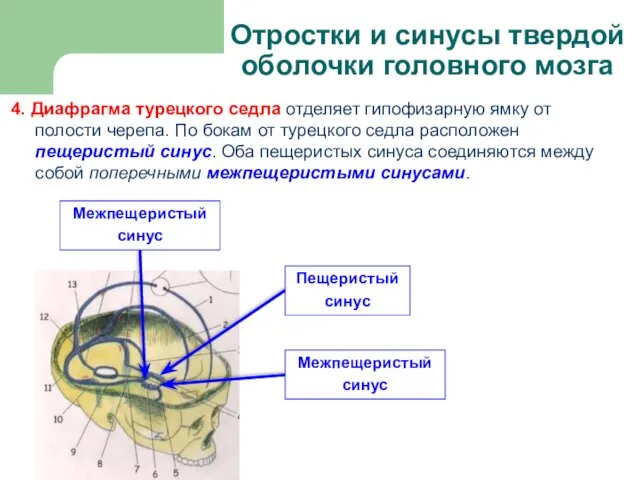Отростки и синусы твердой оболочки головного мозга 4. Диафрагма турецкого седла отделяет гипофизарную