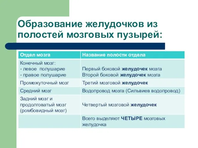 Образование желудочков из полостей мозговых пузырей: