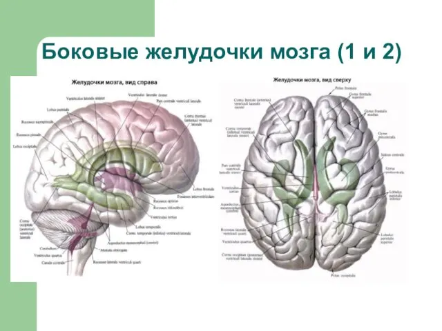 Боковые желудочки мозга (1 и 2)