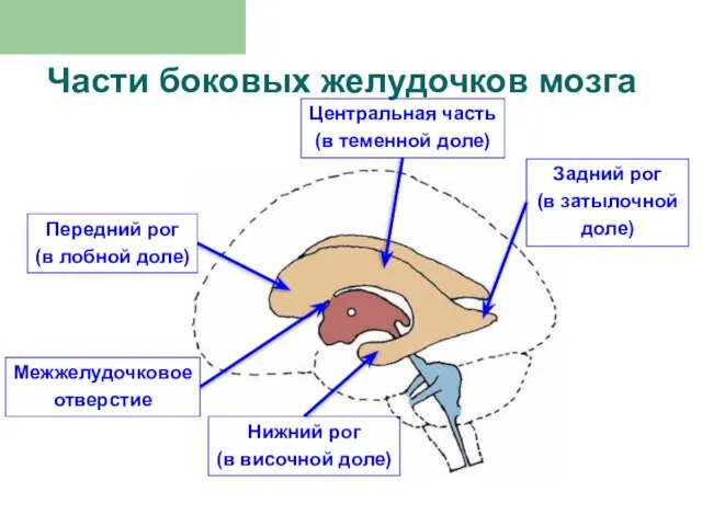 Части боковых желудочков мозга Центральная часть (в теменной доле) Задний рог (в затылочной
