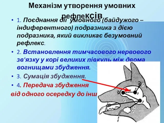 Механізм утворення умовних рефлексів 1. Поєднання дії умовного (байдужого –