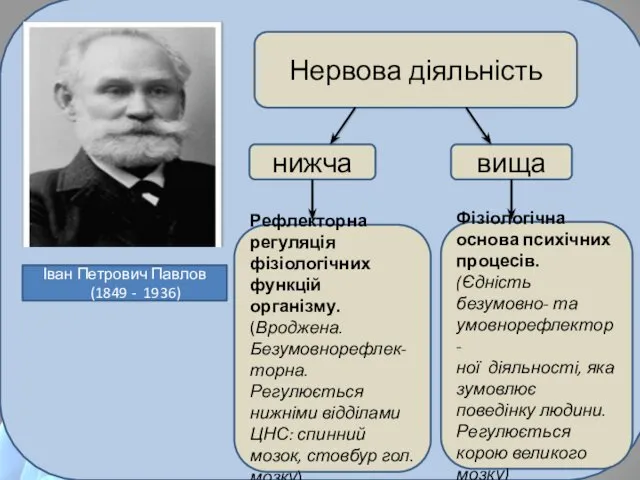 Іван Петрович Павлов (1849 - 1936) Нервова діяльність нижча вища Рефлекторна регуляція фізіологічних