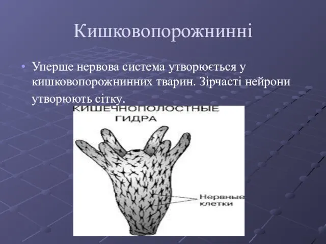 Кишковопорожнинні Уперше нервова система утворюється у кишковопорожнинних тварин. Зірчасті нейрони утворюють сітку.