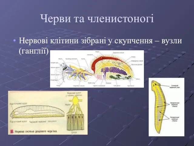 Черви та членистоногі Нервові клітини зібрані у скупчення – вузли (ганглії)