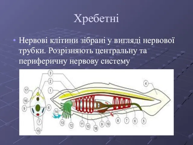 Хребетні Нервові клітини зібрані у вигляді нервової трубки. Розрізняють центральну та периферичну нервову систему