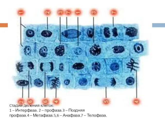 Cтадии деления клеток: 1 – Интерфаза. 2 – профаза.3 –