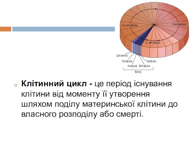 Клітинний цикл - це період існування клітини від моменту її