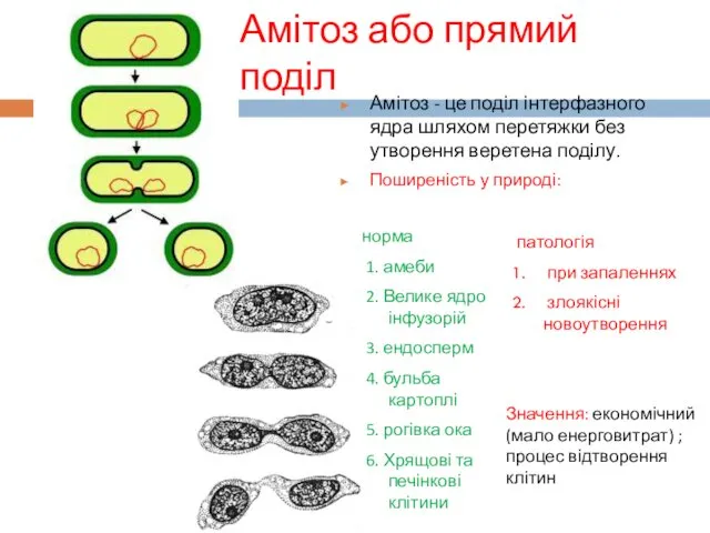 Амітоз або прямий поділ Амітоз - це поділ інтерфазного ядра