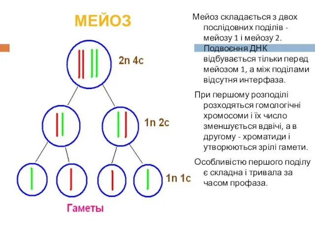 МЕЙОЗ Мейоз складається з двох послідовних поділів - мейозу 1