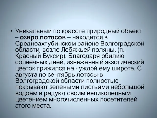 Уникальный по красоте природный объект – озеро лотосов – находится