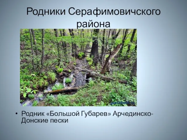 Родники Серафимовичского района Родник «Большой Губарев» Арчединско-Донские пески