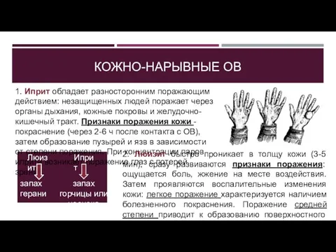 КОЖНО-НАРЫВНЫЕ ОВ 1. Иприт обладает разносторонним поражающим действием: незащищенных людей