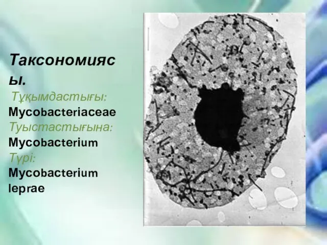 Таксономиясы. Тұқымдастығы: Мусоbасtеrіасеае Туыстастығына: Мусоbасtеrіum Түрі: Мусоbасtеrіum lерrае