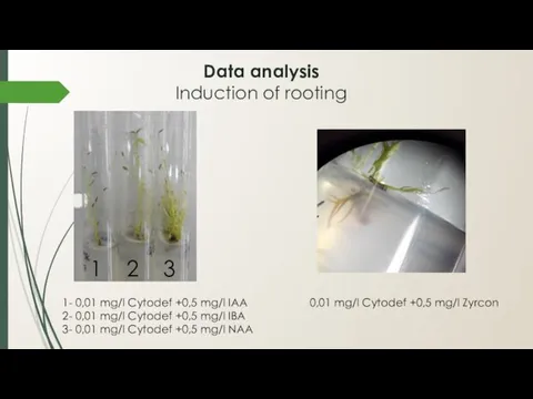 Data analysis Induction of rooting 1- 0,01 mg/l Cytodef +0,5