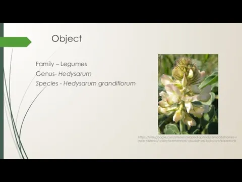 Object Family – Legumes Genus- Hedysarum Species - Hedysarum grandiflorum https://sites.google.com/site/enciklopediaprirodysamobl5/home/-vyssie-rastenia/-pokrytosemennye/-dvudolnye/-bobovye/kopeecnik