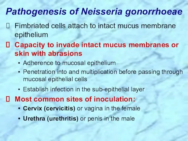 Fimbriated cells attach to intact mucus membrane epithelium Capacity to invade intact mucus