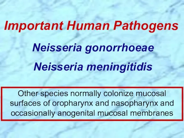 Neisseria gonorrhoeae Neisseria meningitidis Important Human Pathogens Other species normally