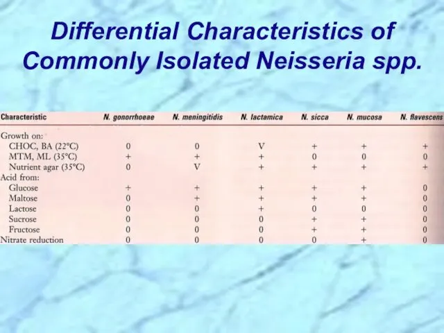Differential Characteristics of Commonly Isolated Neisseria spp.