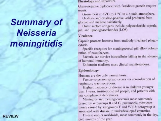 Summary of Neisseria meningitidis REVIEW