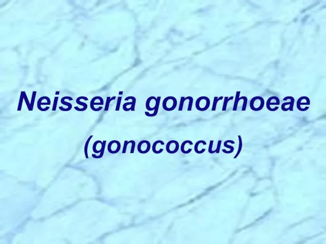 Neisseria gonorrhoeae (gonococcus)