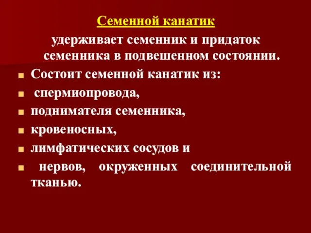 Семенной канатик удерживает семенник и придаток семенника в подвешенном состоянии.