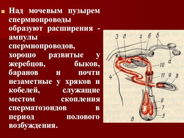 Над мочевым пузырем спермиопроводы образуют расширения - ампулы спермиопроводов, хорошо