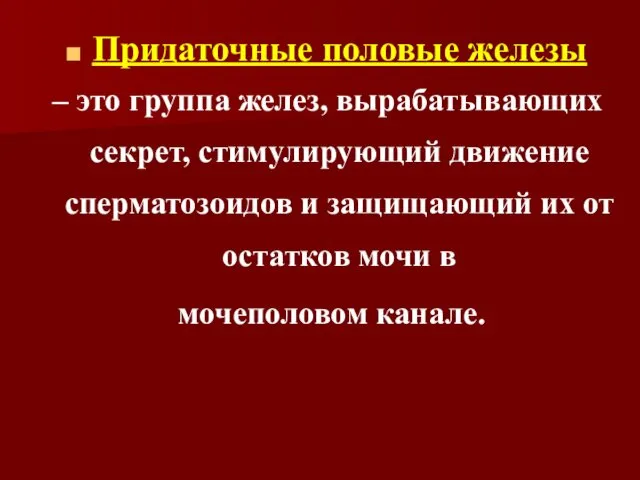 Придаточные половые железы – это группа желез, вырабатывающих секрет, стимулирующий