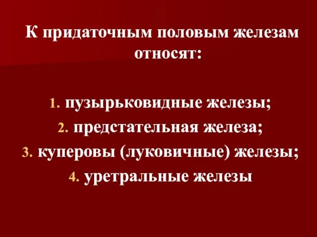 К придаточным половым железам относят: пузырьковидные железы; предстательная железа; куперовы (луковичные) железы; уретральные железы