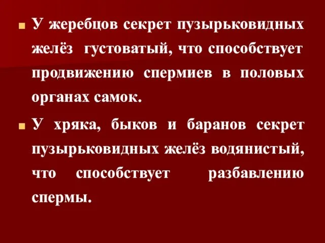 У жеребцов секрет пузырьковидных желёз густоватый, что способствует продвижению спермиев