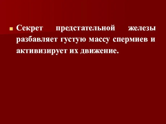 Секрет предстательной железы разбавляет густую массу спермиев и активизирует их движение.