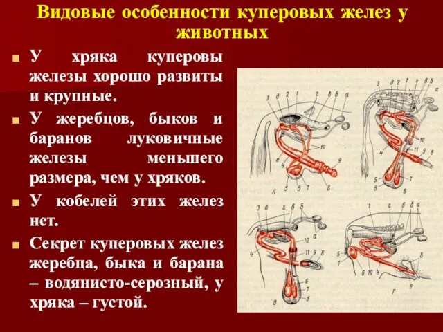 Видовые особенности куперовых желез у животных У хряка куперовы железы