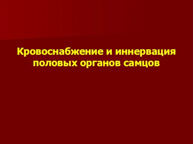 Кровоснабжение и иннервация половых органов самцов