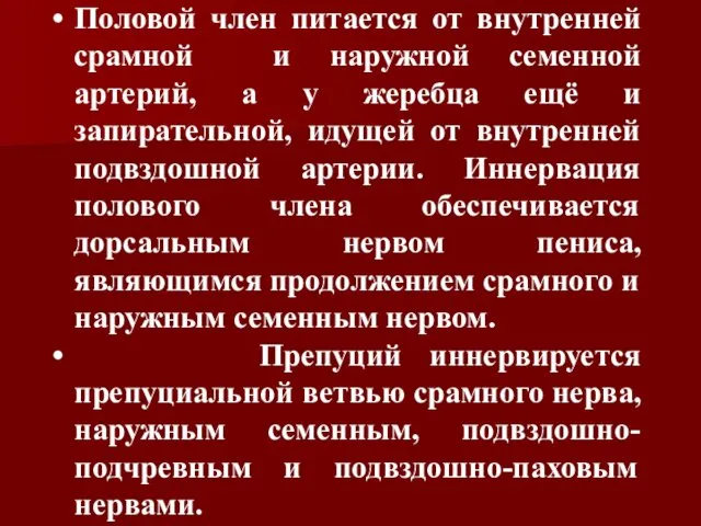 Половой член питается от внутренней срамной и наружной семенной артерий,