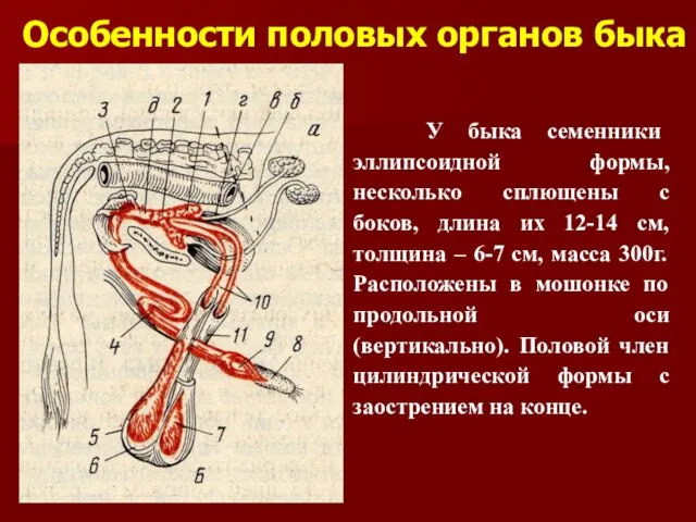 Особенности половых органов быка У быка семенники эллипсоидной формы, несколько