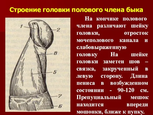 Строение головки полового члена быка На кончике полового члена различают