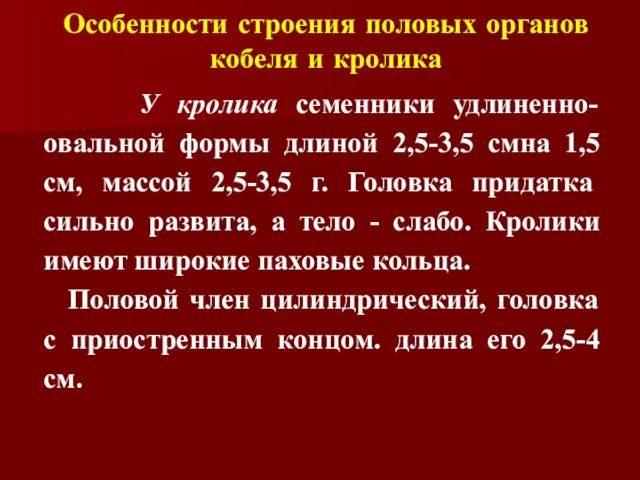 Особенности строения половых органов кобеля и кролика У кролика семенники