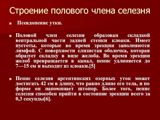 Строение полового члена селезня Псевдопенис утки. Половой член селезня образован