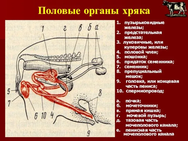 Половые органы хряка 1. пузырьковидные железы; 2. предстательная железа; 3.