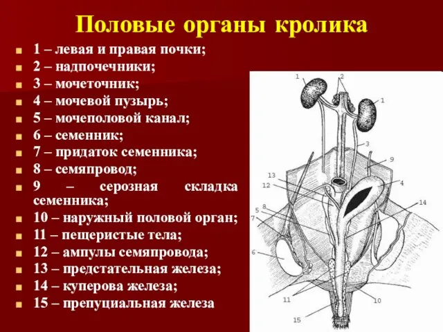 Половые органы кролика 1 – левая и правая почки; 2