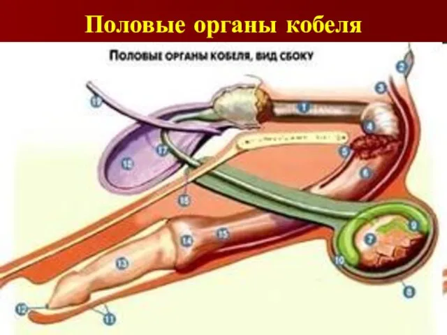 Половые органы кобеля