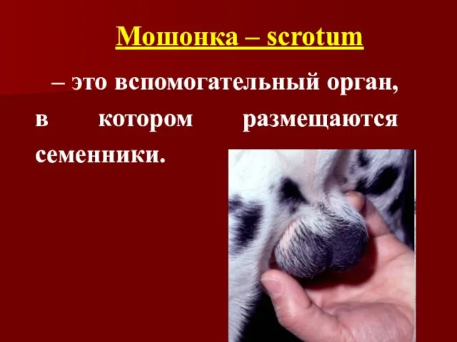 Мошонка – scrotum – это вспомогательный орган, в котором размещаются семенники.