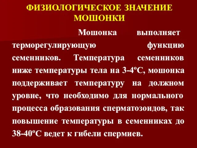 ФИЗИОЛОГИЧЕСКОЕ ЗНАЧЕНИЕ МОШОНКИ Мошонка выполняет терморегулирующую функцию семенников. Температура семенников