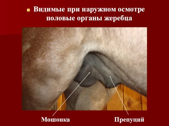 Видимые при наружном осмотре половые органы жеребца Мошонка Препуций
