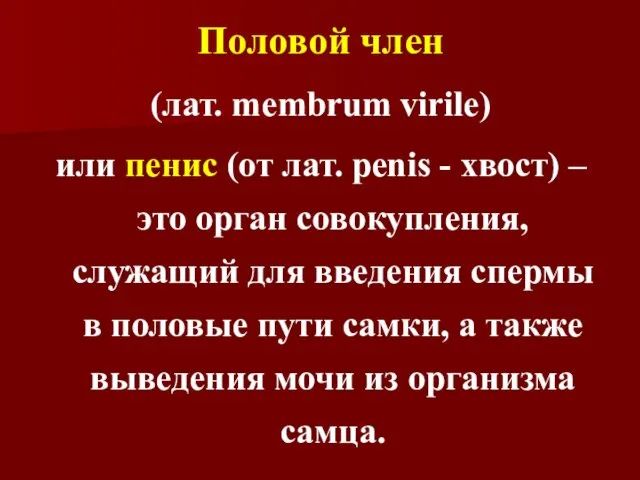 Половой член (лат. membrum virile) или пенис (от лат. penis