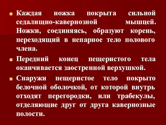 Каждая ножка покрыта сильной седалищно-кавернозной мышцей. Ножки, соединяясь, образуют корень,